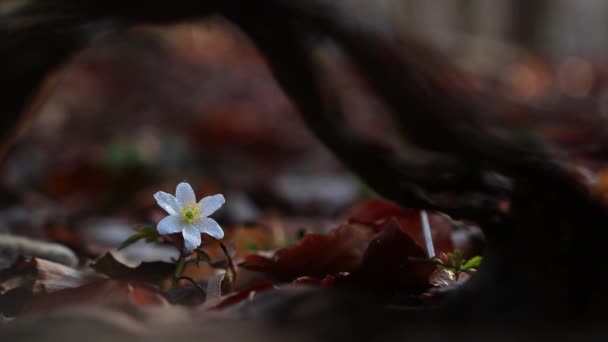 Μια Ρηχή Εστίαση Ενός Λευκού Άνεμου Snowdrop Anemone Sylvestris Λουλούδι — Αρχείο Βίντεο
