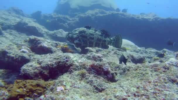 Quelle Grande Vue Sur Rocher Dans Récif Sous Marin Nouvelle — Video