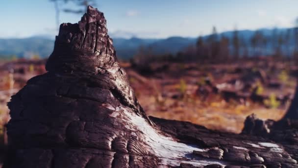캐나다 브리티시컬럼비아주 밴쿠버 알버니 나무들이 들불을 수있는 아름다운 — 비디오