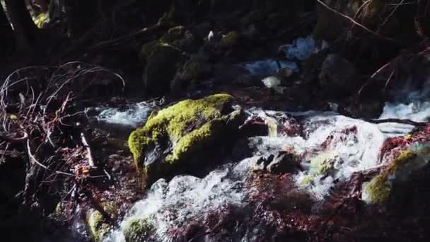 캐나다 브리티시컬럼비아주 밴쿠버 알버니 식물들의 아름다운 — 비디오