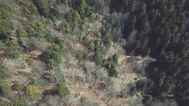 Vue Aérienne Des Arbres Denses Forêt Noire Allemagne Fribourg Schwarzwald — Video