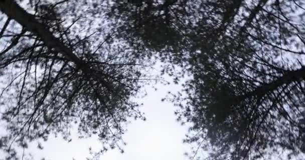 Ein Flacher Schuss Von Bäumen Gegen Den Himmel — Stockvideo