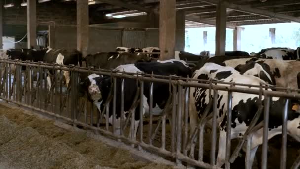 納屋のフェンスの後ろの牛小屋に黒と白の斑点のある牛の眺め — ストック動画