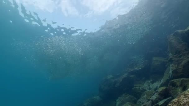 Mesmerizing Footage Large School Fish Swimming Underwater — Stock Video