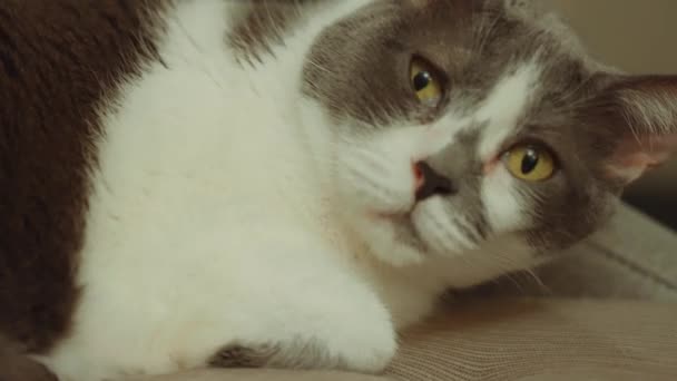 Kvinnlig Vuxen Calico Katt Liggandes — Stockvideo