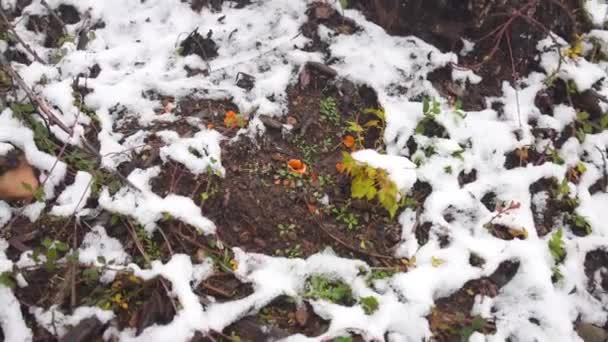 橙皮真菌Aleuria Aurantia蘑菇 — 图库视频影像
