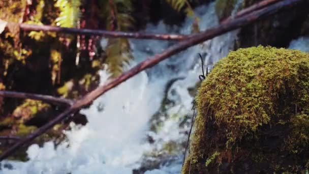 캐나다 브리티시컬럼비아주 밴쿠버 알버니 바위와 나무에 흐르는 아름다운 시냇물 — 비디오