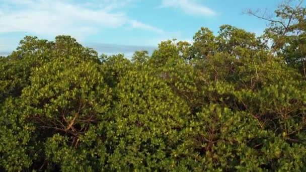 Прекрасный Воздушный Снимок Красного Мангрового Леса Голубым Светом Неба — стоковое видео