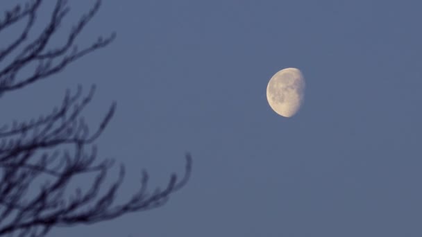 Luna Împotriva Cerului Albastru Pal Zori Sunet — Videoclip de stoc