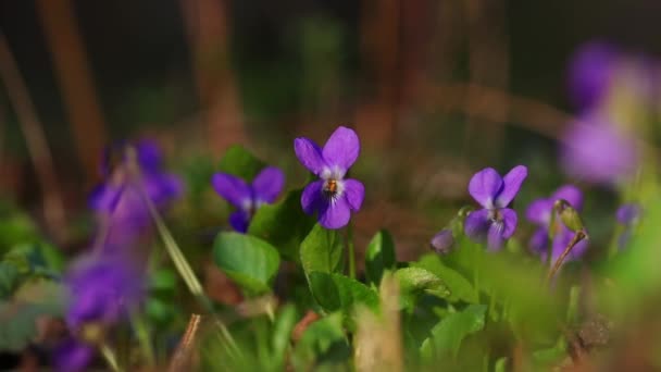 Vento Movendo Suavemente Violetas Roxas Doce Floresta Primavera — Vídeo de Stock