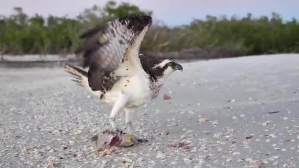 Osprey Etend Een Snook Een Strand Napels Florida — Stockvideo