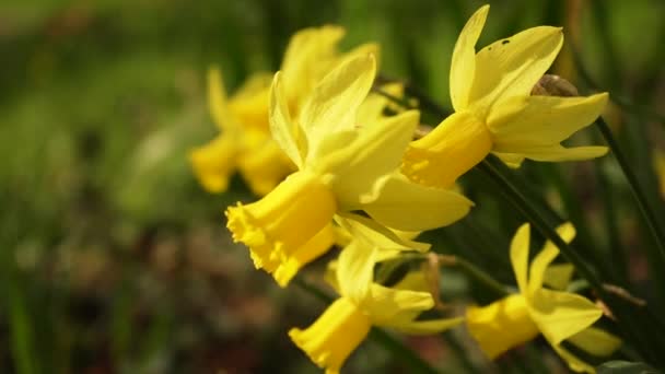 Krásné Žluté Narcisy Kvetoucí Rostliny Známé Také Jako Narcisy Větrného — Stock video