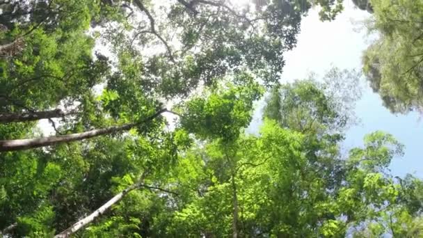 Низкий Угол Кадры Красивых Высоких Зеленых Деревьев Солнечный День Голубым — стоковое видео