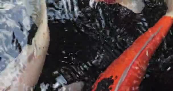 ภาพปลาโคอ ในสระน บาหล นโดน — วีดีโอสต็อก
