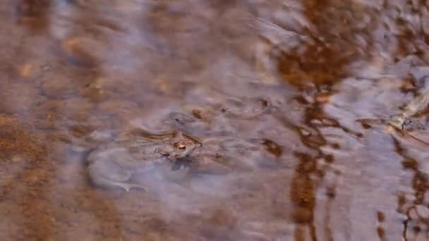 Лягушка Плавает Мутной Воде Пруда Крупным Планом — стоковое видео