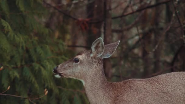 Svartstjärtad Hjort Odocoileus Hemionus Columbianus — Stockvideo