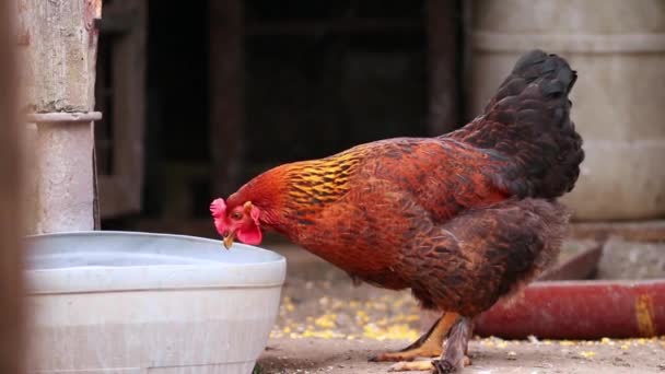 Ein Buntes Huhn Trinkt Wasser Aus Einem Großen Weißen Becken — Stockvideo