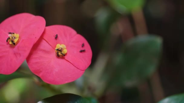 Colpo Fiore Poco Profondo Corona Spine Fiori Zoo Zurigo Svizzera — Video Stock