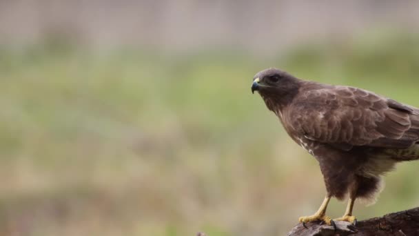 Primer Plano Pequeño Pájaro Buitre Chacal Sentado Una Rama Árbol — Vídeos de Stock