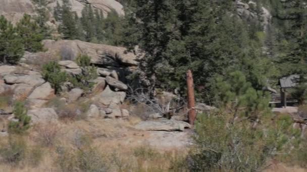 Hipnotyzujący Widok Krajobrazu Gęstymi Drzewami Estes Park Kolorado — Wideo stockowe