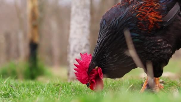 Nahaufnahme Eines Hahns Der Tagsüber Auf Einem Feld Weidet — Stockvideo