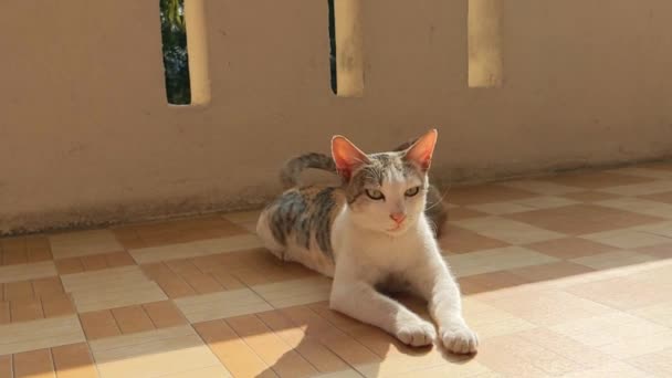 Lindo Gato Descansando Aire Libre Bajo Luz Del Sol — Vídeo de stock