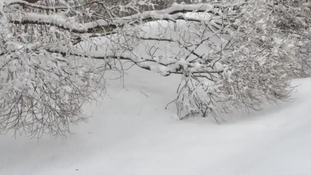 Záběry Sněhové Bouře Jaře Lappeenrantě Finsku — Stock video