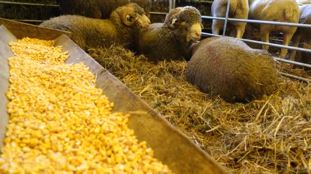 かわいい羊の放牧と農場で休んでのビデオ — ストック動画