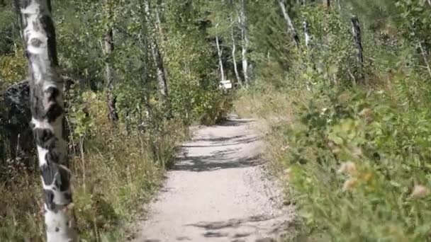 Ein Von Bäumen Umgebener Pfad Estes Park Colorado — Stockvideo