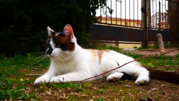 Nettes Video Einer Lustigen Schwarz Weißen Katze Die Mit Einem — Stockvideo