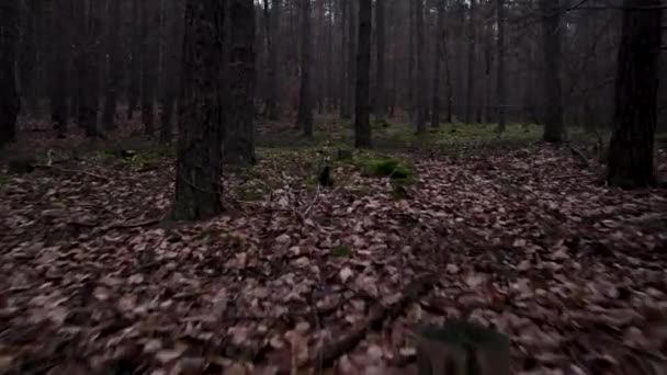 Vista Aérea Drone Uma Floresta Com Folhas Caídas Árvores Altas — Vídeo de Stock
