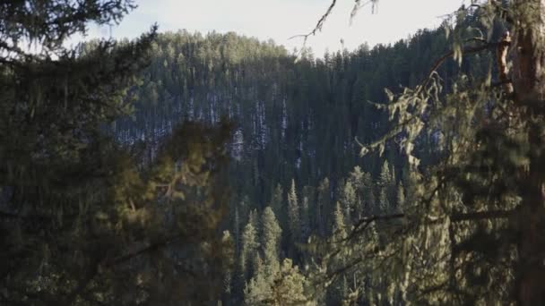 Een Pijnboom Bedekt Heuvel Bij Zonsondergang Black Hills Van South — Stockvideo