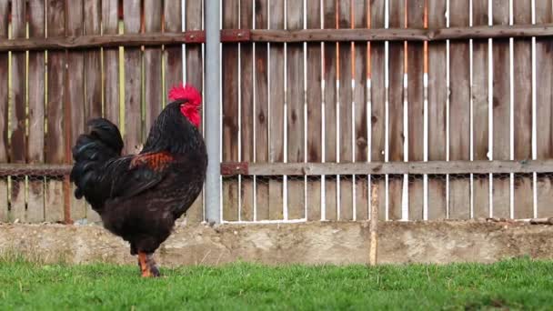 在栅栏附近的院子里 一只黑色的公鸡 顶部有红色的冠冕 — 图库视频影像