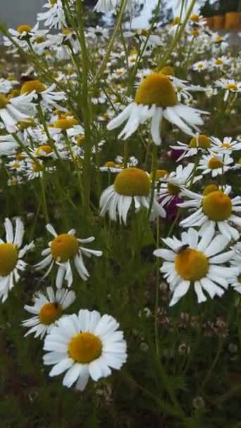 Vertikal Bild Vackra Kamomillblommor Blommar Ett Fält Våren — Stockvideo