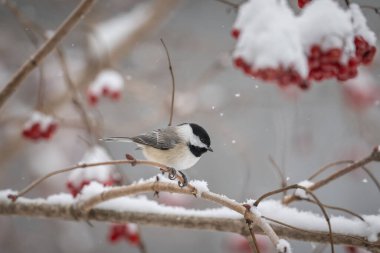 Carolina Chickadee (Poecile carolinensis) karla çevrili temiz bir arkaplandan izole edilmiş bir dala tünemişti.