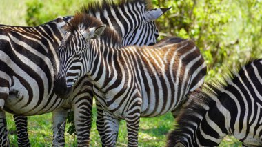 Zebralar yeşil çimenlerde yan yana duruyorlar.