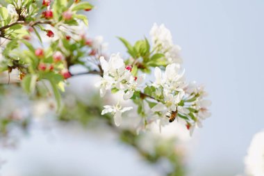 Pekin Botanik Bahçesi 'nin Begonya çiçeklerinin yakın plan çekimi.