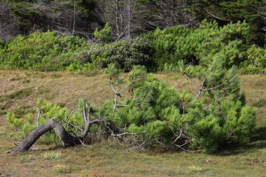 Ormandaki yemyeşil çam ağaçları