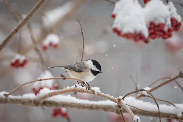 雪に囲まれたきれいな背景から隔離された枝の上にあるカロライナ チカデ Poecile Carolinensis — ストック写真