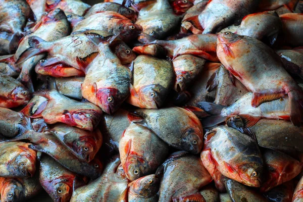 Pescado Recién Capturado Mercado —  Fotos de Stock