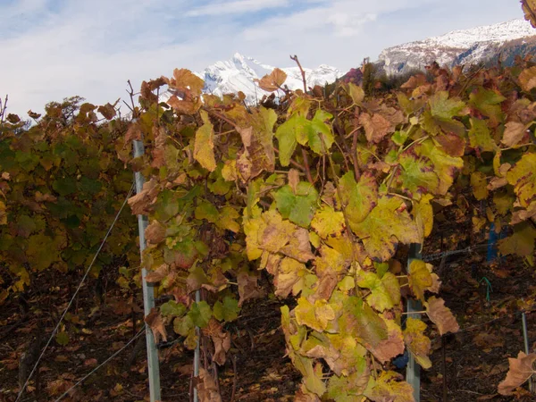 Eine Nahaufnahme Trockener Herbstblätter Einem Park Sion Schweiz — Stockfoto