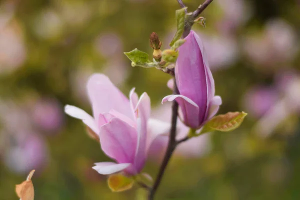 Zbliżenie Strzał Różowy Magnolia Liliiflora Ogrodzie Ciągu Dnia — Zdjęcie stockowe