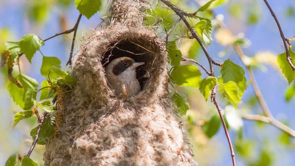 Closeup Shot Eurasian Penduline Tit Nest — Foto de Stock