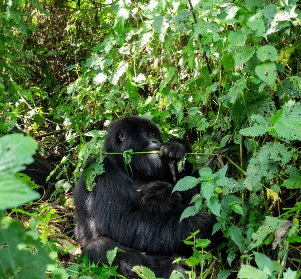 Mother Gorilla Infant Virunga National Park Democratic Republic Congo — Stock Photo, Image