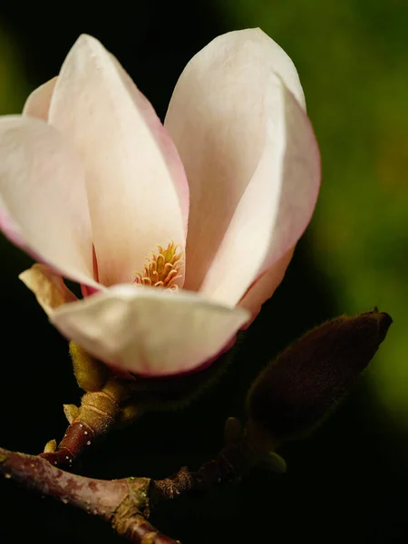Eine Vertikale Aufnahme Sonnenbeschienener Zweige Und Blüten Eines Magnolienbaums — Stockfoto
