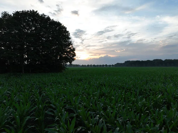 西ドイツの夕日の間に緑豊かな木々のあるフィールドの景色 — ストック写真