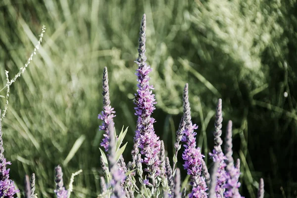 Close Lavanda Contra Fundo Embaçado Concentração Superficial Provence França — Fotografia de Stock