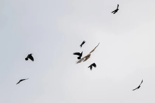 Низькокутний Знімок Літаючого Орла Змії Circaetus Gallicus Чорних Орлів — стокове фото