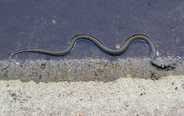 Natrix Natrix Snake Close Isolated One Natu — Stock Photo, Image