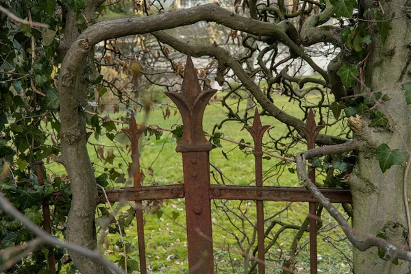 Zardzewiałe Dekoracyjne Kute Żelazne Ogrodzenie Otoczone Bluszczem Gałązkami Drzew — Zdjęcie stockowe